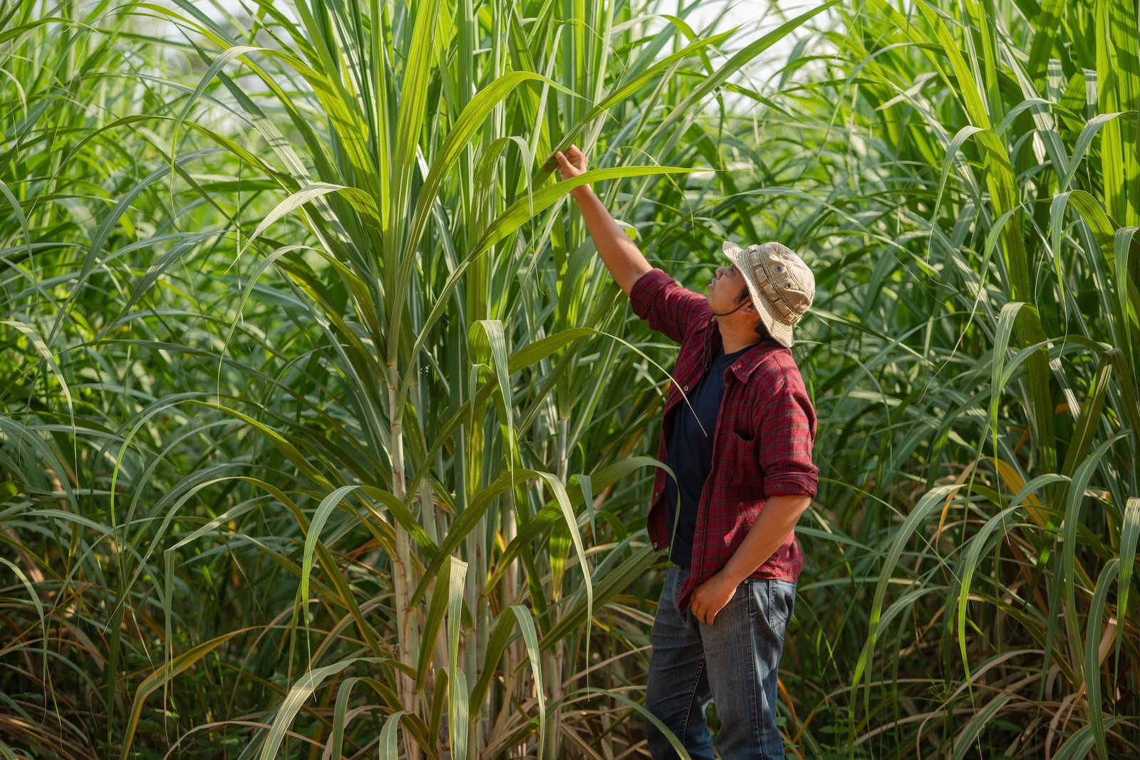 Young farmer examining sugarcane leaves on a plantation