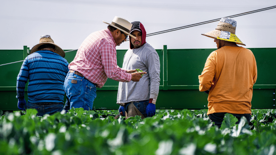 Game Changer, Lower H-2A Wages Unlock the Program for More U.S. Growers, Says Garza Labor