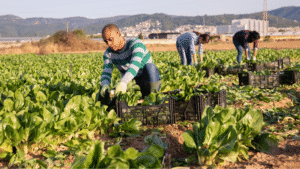 Maintaining Excellence in Agriculture Through Reliable Workforce Solutions - Garza Labor