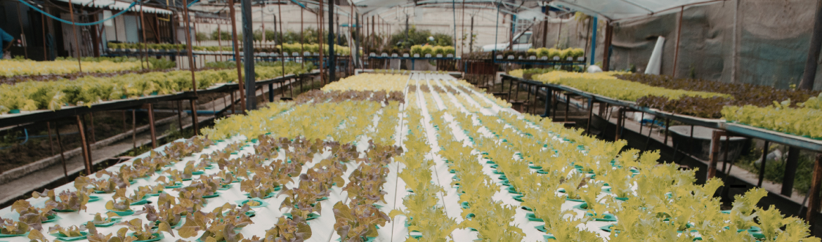 Farm, Fields, and Indoor Facilities Labor Solutions